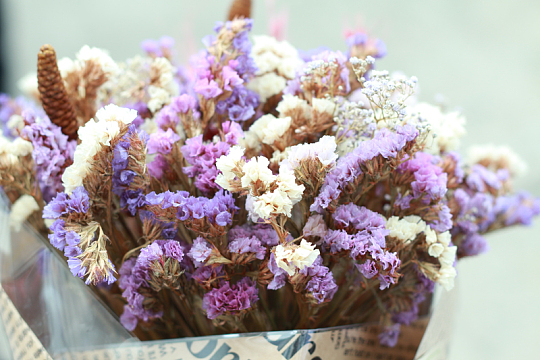 薰衣草干花花朵