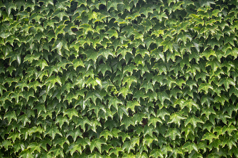 墙面绿色常春藤