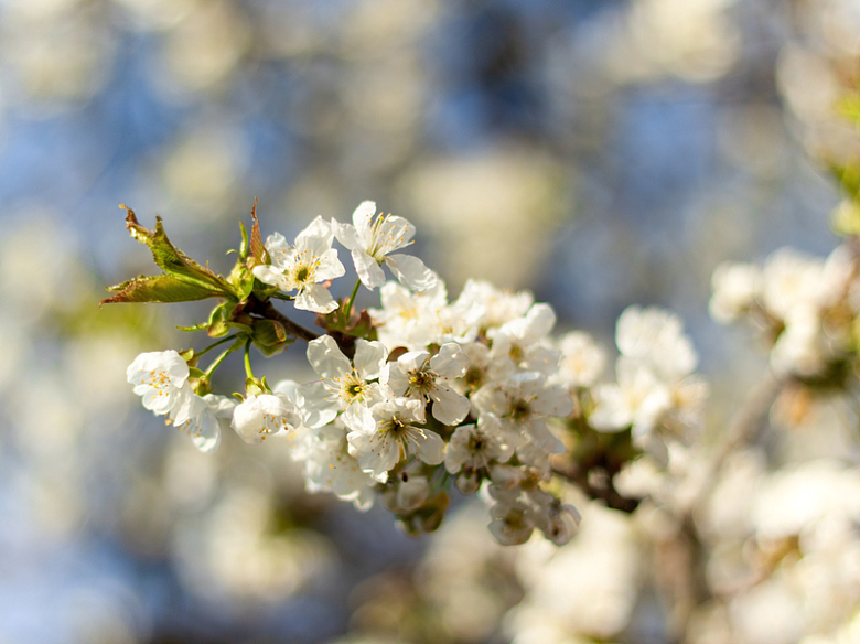初春白色樱花
