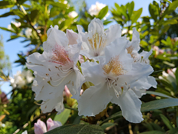 白杜鹃开花