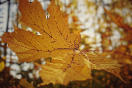 秋季黄叶