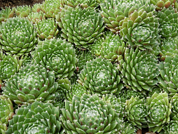 绿色多肉植物培育