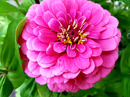 盛开百日菊花朵