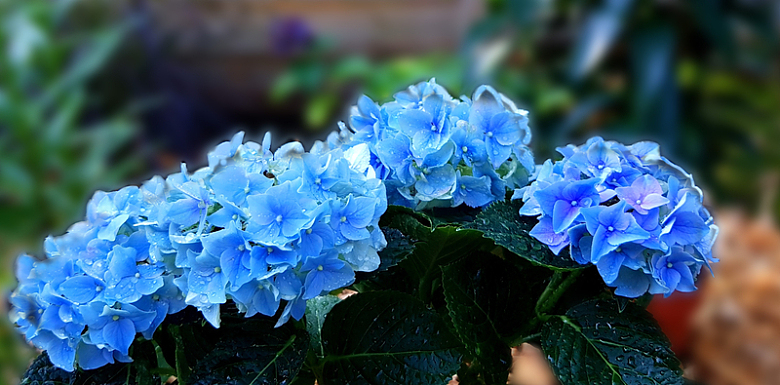 蓝色绣球花鲜花
