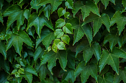 爬山虎种植欣赏