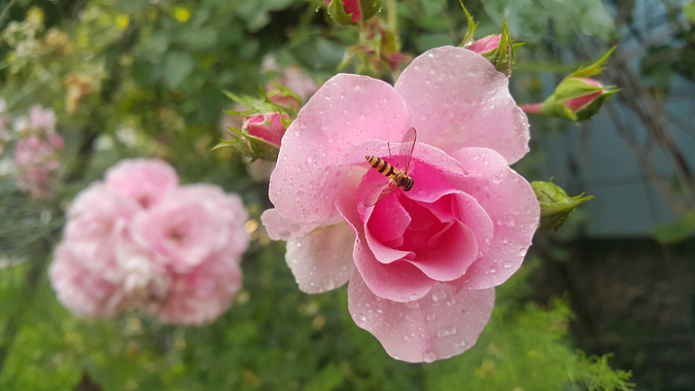 盛开雨后粉玫瑰