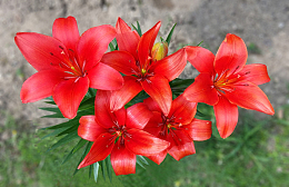 盛开红色百合花