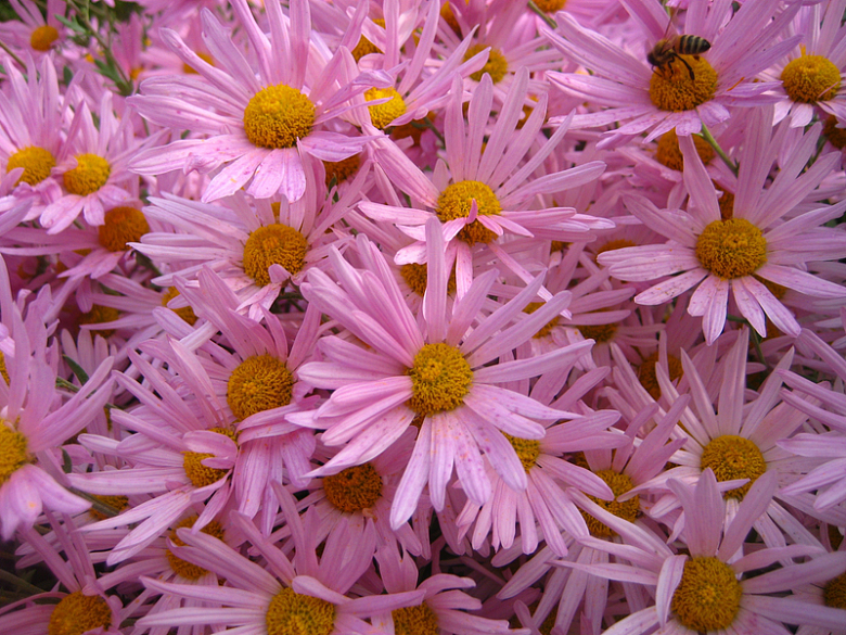 粉色菊花背景