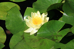 睡莲花朵开花
