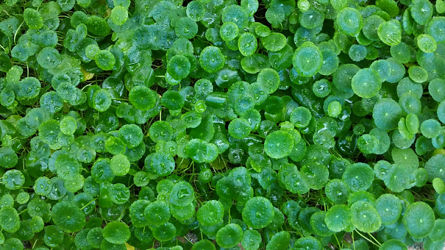 雨后绿色小叶子