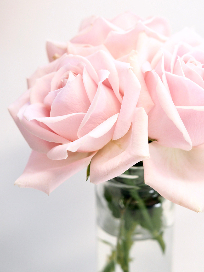 漂亮的粉色玫瑰花