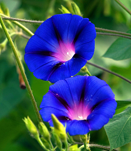 蓝色牵牛花高清