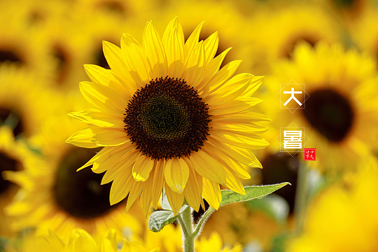 大暑向日葵图