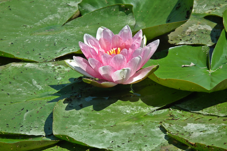 池塘粉色睡莲花朵