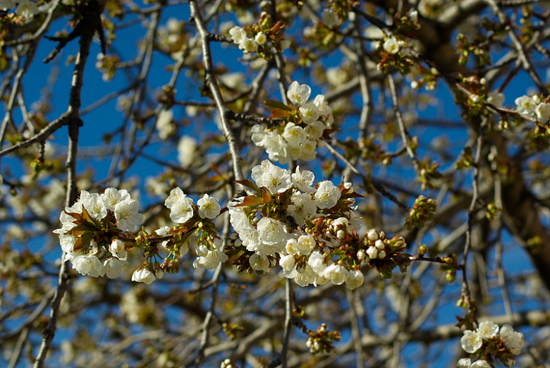 美白樱花树