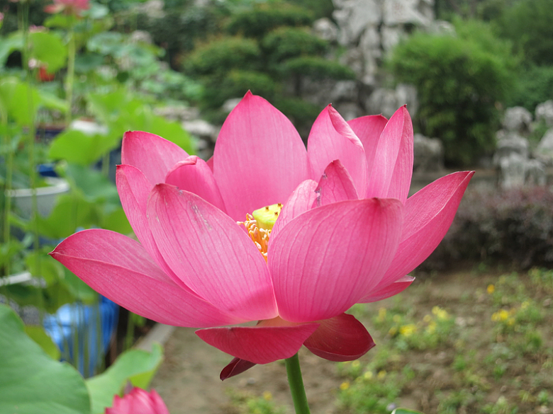 粉红色荷花花朵