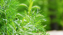 青青绿草