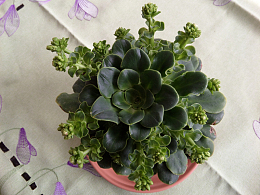 绿色多肉植物盆栽