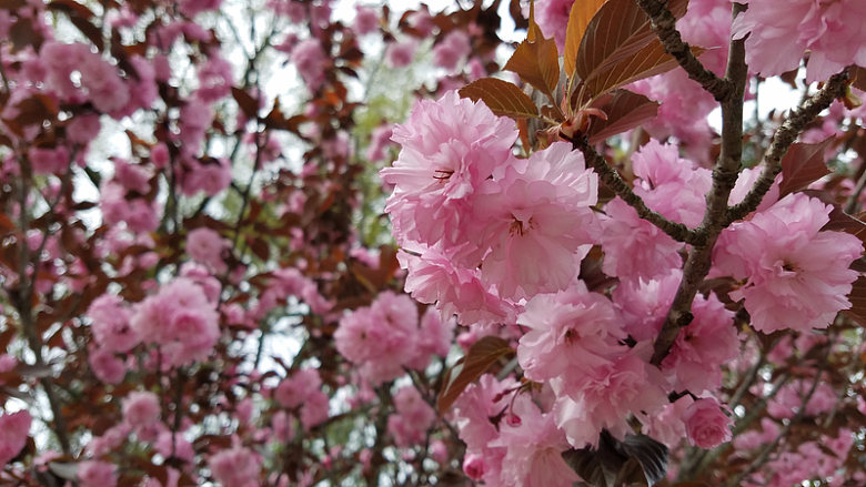 开满枝头粉色樱花