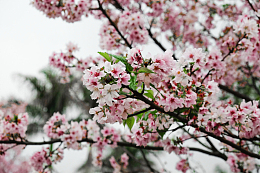 高清桃花素材