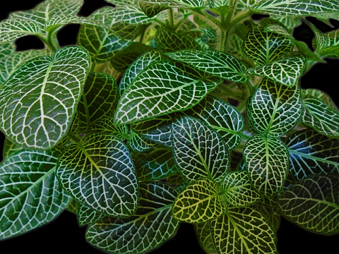 绿色植物叶子特写