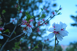 春天桃花风景