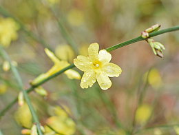 雨湿迎春花