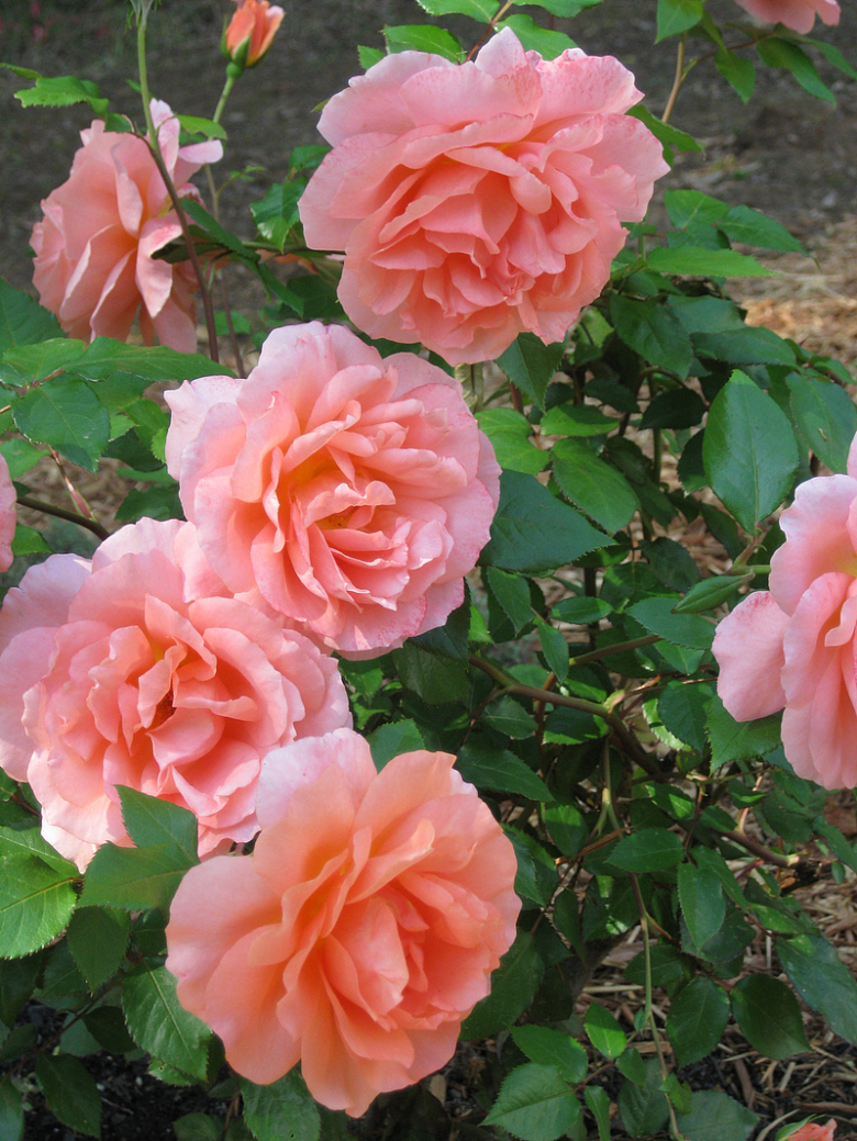 粉色玫瑰花开花