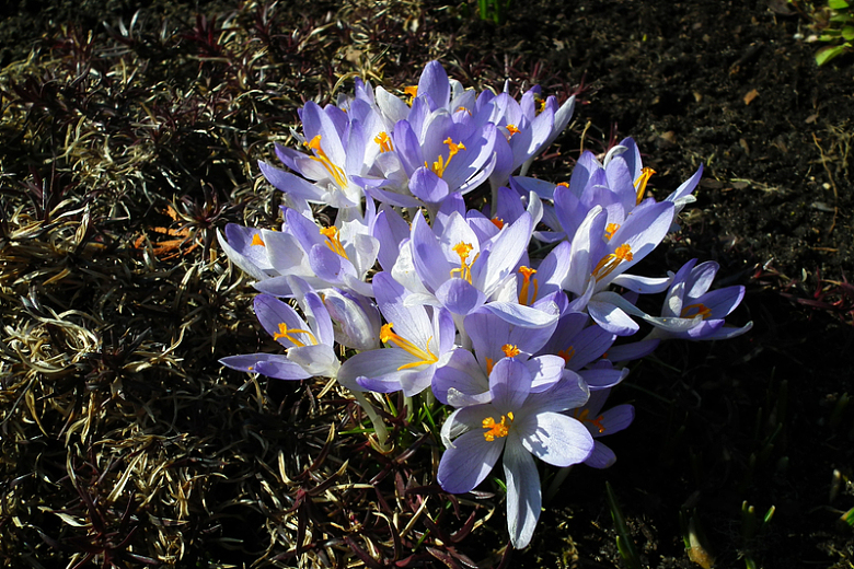 春天紫色番红花