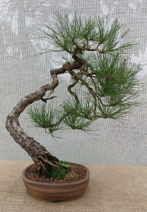 万年松盆景
