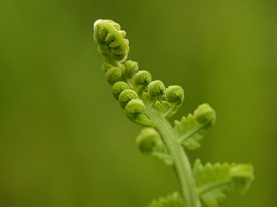 蕨类植物绿色背景