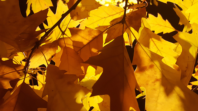 阳光下黄树叶