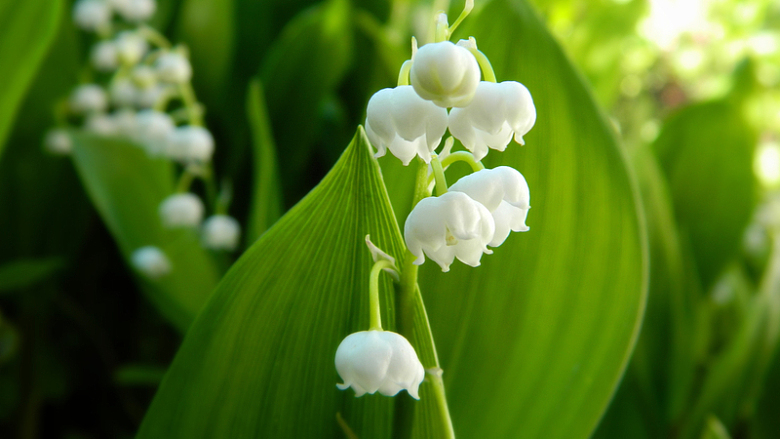 春天白色铃兰花