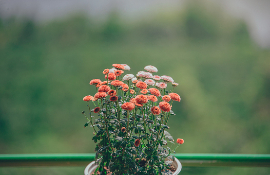 小清新植树节盆栽绿化