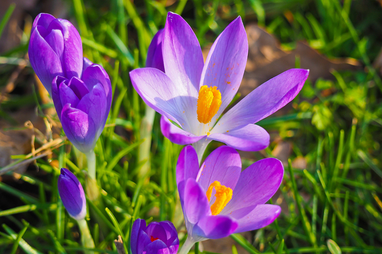 春天淡紫色藏红花
