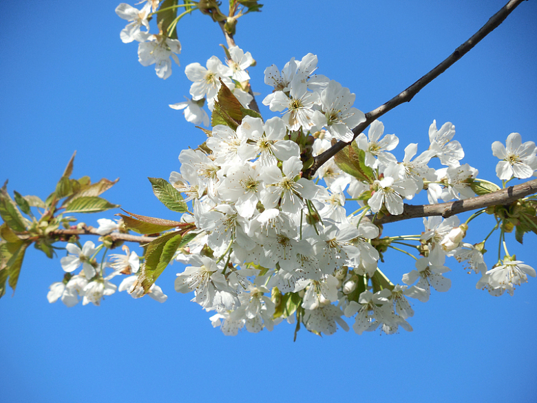 春天盛开白色樱花