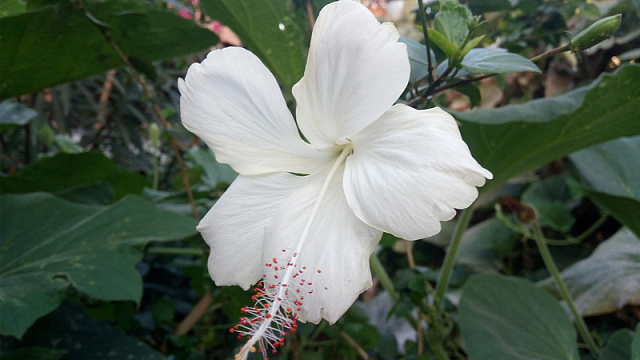 白色木槿花高清