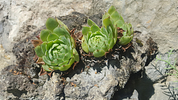 黄丽多肉类植物