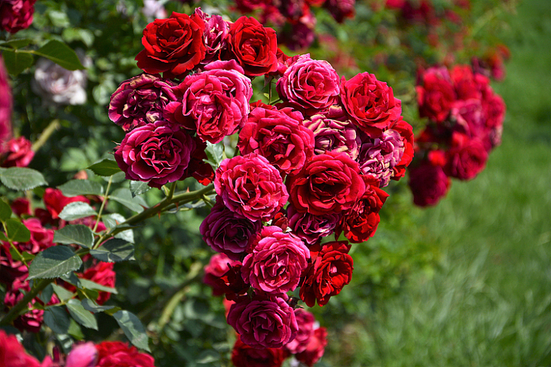花园红色玫瑰