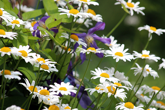洋甘菊小清新植物