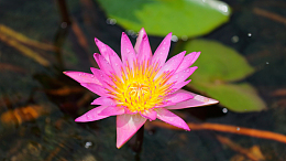 湖面粉色莲花