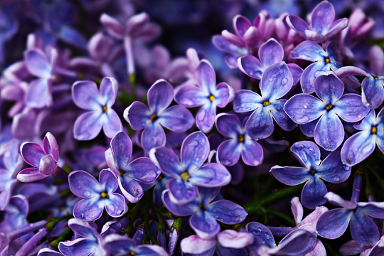 五月天丁香花