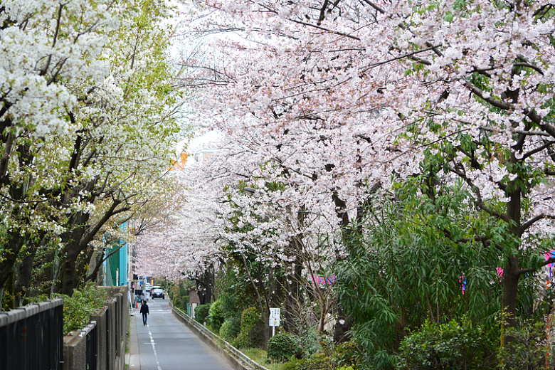 日本樱花风景