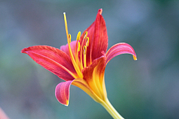 一支百合花