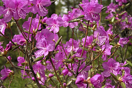 杜鹃花开放