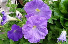 紫色牵牛花