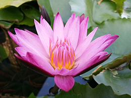 睡莲开花
