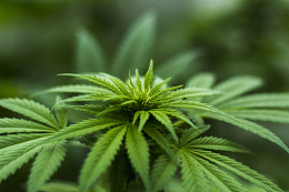 唯美绿色植物素材