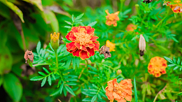 花园金盏菊