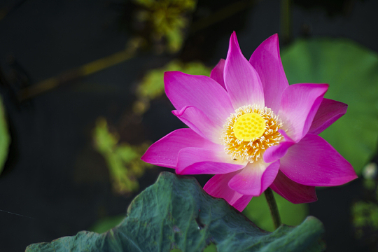 粉红色莲花高清